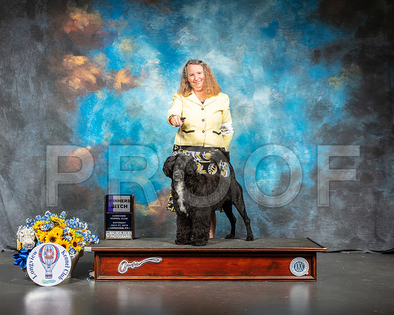 Portuguese Water Dog #8 Sat WB-SSR_6027-Lngvw2019-HR3
