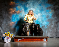 Portuguese Water Dog Group Sun