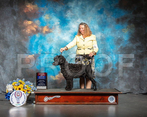 Portuguese Water Dog #5 Sun WD-SSR_6032-Lngvw2019-HR3