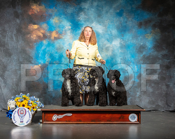 Portuguese Water Dog Group Sun-SSR_6041-Lngvw2019-HR3