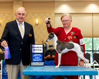 Italian Greyhound #18 Sun WB Judge Joe Walton