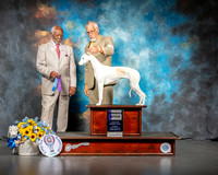 Whippet #8 Sun WB Judge Eugene Blake
