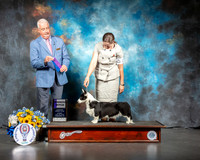 Cardigan Welsh Corgi #14 Sun WB Judge Dr Steve Keating
