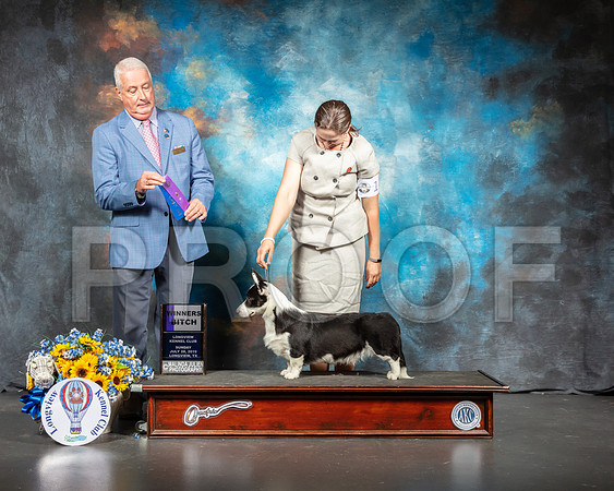 Cardigan Welsh Corgi #14 Sun WB Judge Dr Steve Keating-SSR_6018-Lngvw2019-HR3