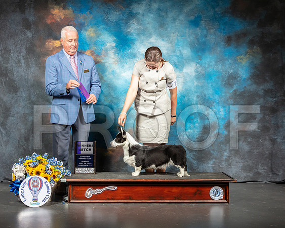 Cardigan Welsh Corgi #14 Sun WB Judge Dr Steve Keating-SSR_6019-Lngvw2019-HR3