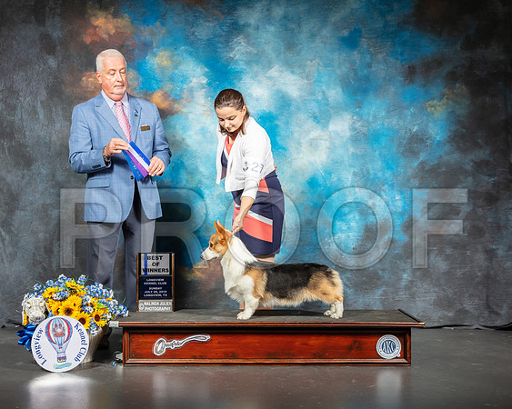 Pembroke Welsh Corgi #27 Sun Judge Dr Steve Keating-SSR_6013-Lngvw2019-HR3