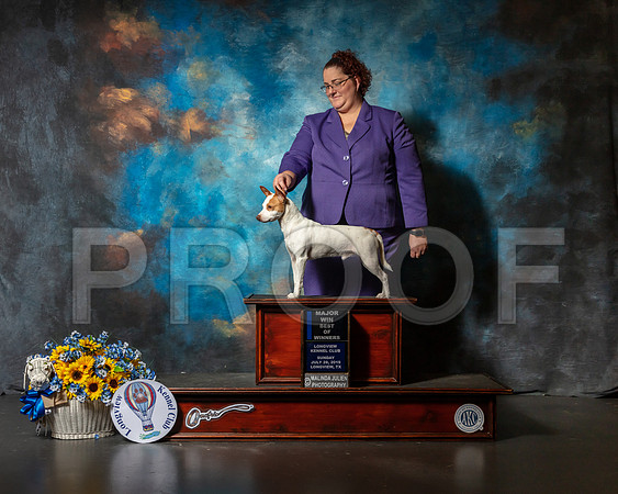 American Hairless Terrier #9 Sun BOW Judge John Wade-SSR_5956-Lngvw2019-HR3