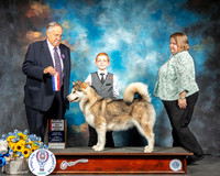 Alaskan Malamute #8 Sun BOS BOS  Judge John Wade