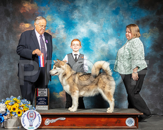 Alaskan Malamute #8 Sun BOS BOS  Judge John Wade-SSR_6093-Lngvw2019-HR3