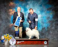 American Eskimo Sun G1 Judge Joe Walton