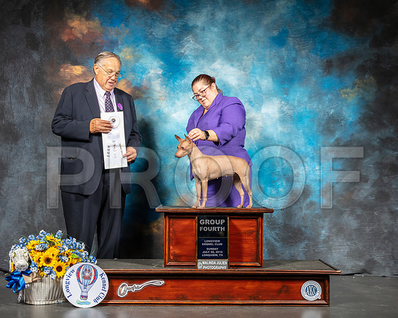 American Hairless Terrier #6 Sun G4 Judge Jon Wade-SSR_6248-Lngvw2019-HR3