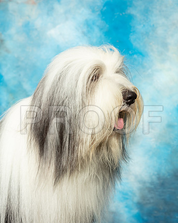 Bearded Collie #7 Custom-SSR_6068-Lngvw2019-HR3