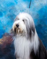 Bearded Collie #7 Sun Custom 2
