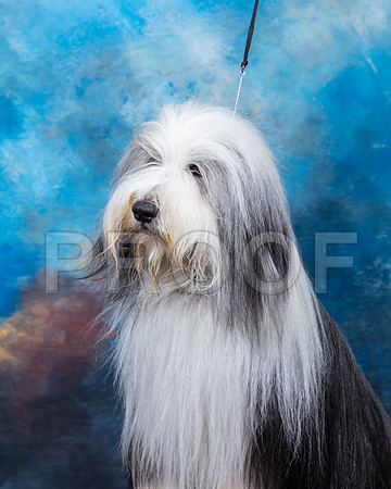 Bearded Collie #7 Sun Custom 2-SSR_6108-Lngvw2019-HR3