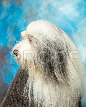 Bearded Collie #7 Custom-SSR_6072-Lngvw2019-HR3