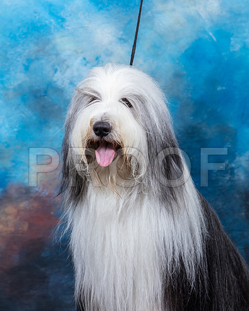 Bearded Collie #7 Sun Custom 2-SSR_6115-Lngvw2019-HR3