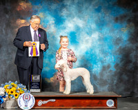 Bedlington Terrier #5 Sun BOB  Judge John Wade