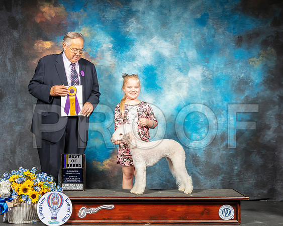 Bedlington Terrier #5 Sun BOB  Judge John Wade-SSR_6099-Lngvw2019-HR3