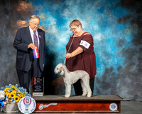 Bedlington Terrier #8 BOS  Judge John Wade