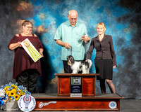 Biewer Terrier #128 BIM Match Judge Taylor Barnes