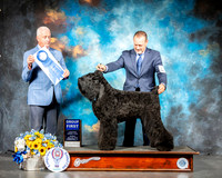 Black Russian Terrier #6 Sun G1 Judge Dr Steve Keating