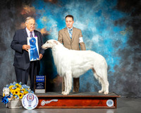 Borzoi #5 Sun G1 Judge John Wade