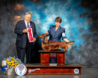 Dachshund Long #25 Sun G2 Judge John Wade