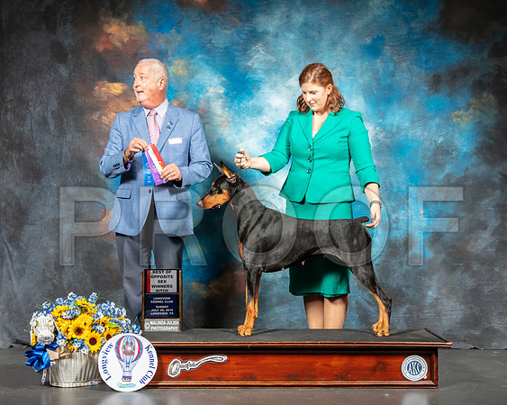 Doberman Pinscher # Sun BOS Judge Dr Steve Keating-SSR_6123-Lngvw2019-HR3