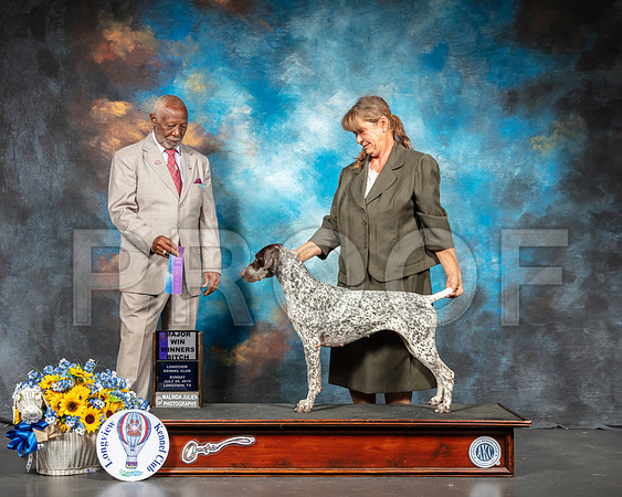 German Shorthaired Pointer #12 Sun WB Judge Eugene Blake-SSR_6129-Lngvw2019-HR3