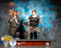 German Shorthaired Retreiver #10 Sun WB Judge Don Sutton