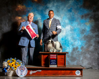 Japanese Chin #11 Sun G2 Judge Dr Steve Keating