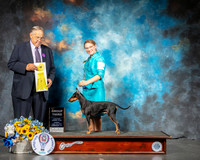 Manchester Terrier #5 Sun G3 Judge John Wade