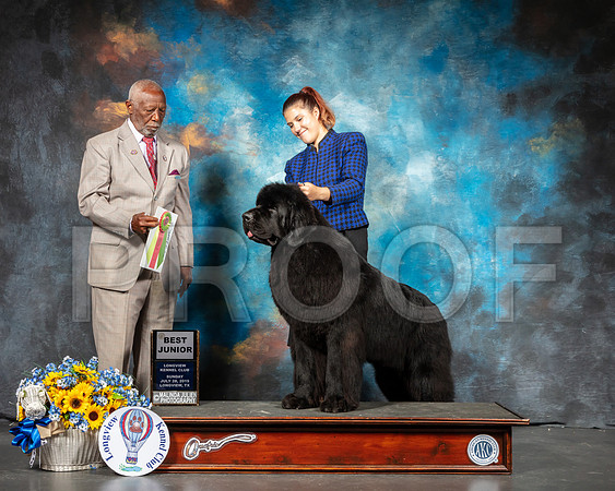 Newfoundland #J601 Best Jr Judge Eugene Blake-SSR_6241-Lngvw2019-HR3