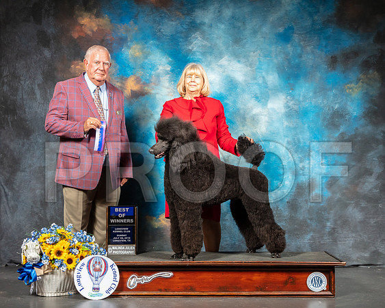 Poodle Standard #7 Sun BOW Judge Don Sutton-SSR_6121-Lngvw2019-HR3