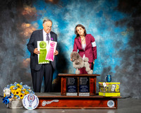 Poodle Toy #5 Sun OHRBIS Judge John Wade
