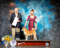 Shiba #5 Sun G4 Judge Joe Walton