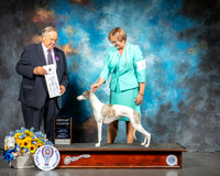 Whippet #6 Sun G4 Judge John Wade