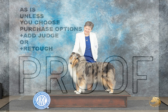 Collie Rough #6 Sat BOBCH Judge David Bolus__JP_3505_Lubbock_2024_HR3