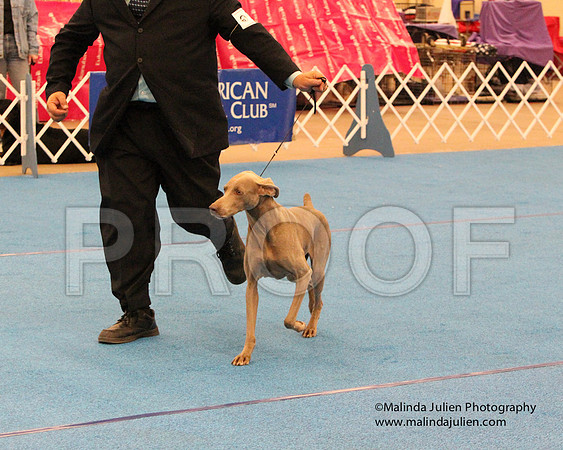 Weim-0944
