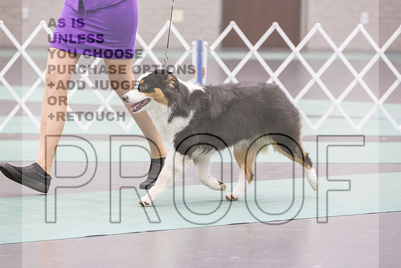 Australian Shepherd Rings Sat_JJL_9169_UKCLNGVIEWOCT2024_2024_HR3