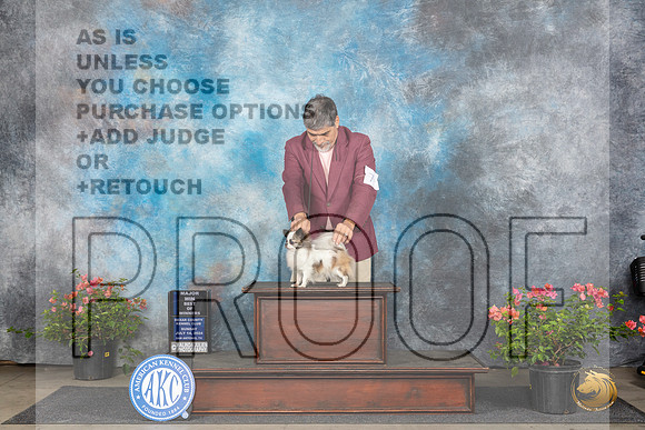 Chihuahua Long Coat #7Sat WDBOWM Judge Christie Martinez__JP_5984_San Antonio_2024_HR3