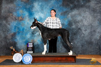 Great Dae #8 Fri WB Judge Denise Dean
