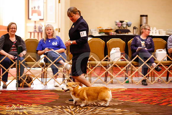 _JJ_9388-HstnCorgiFeb2015-HR3