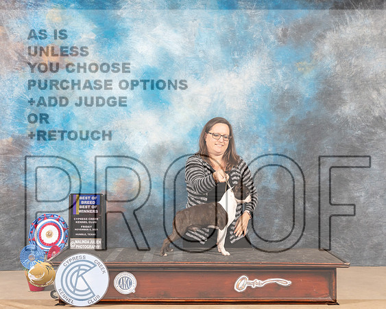 Boston Terrier #7 Fri BOBBOWWD Judge SHALISA NEELY_MMJ_2417-CCKC2021-HR3