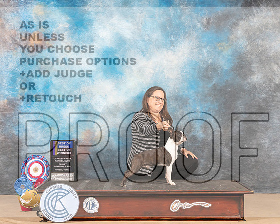 Boston Terrier #7 Fri BOBBOWWD Judge SHALISA NEELY_MMJ_2415-CCKC2021-HR3