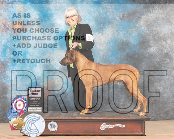 Rhodesian Ridgeback #17 Fri SD Judge NORBERT DEE _MMJ_2432-CCKC2021-HR3