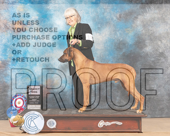 Rhodesian Ridgeback #17 Fri SD Judge NORBERT DEE _MMJ_2437-CCKC2021-HR3