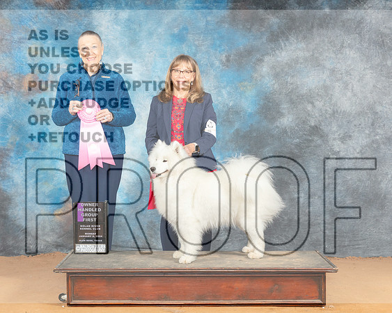 Samoyed #7 OHG1 Judge Carolyn Herbel_JP_2169e_Glen Rose 2024-HR3