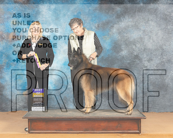 Belgian Tervuren #7 Sat BOB Judge Edy Blum_JP_1719e_Glen Rose 2024-HR3