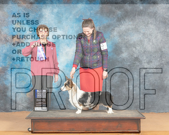 Cardigan Welsh Corgi #16 Mon WBBOWMCH Judge Pat Trotter_JP_1774e_Glen Rose 2024-HR3